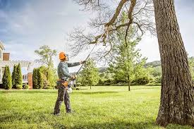 How Our Tree Care Process Works  in  Bountiful, UT