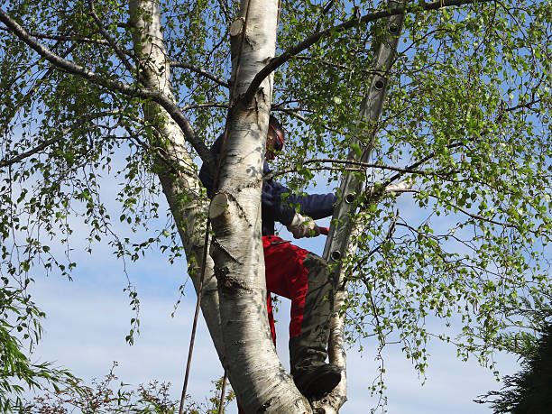 Bountiful, UT Tree Removal Services Company